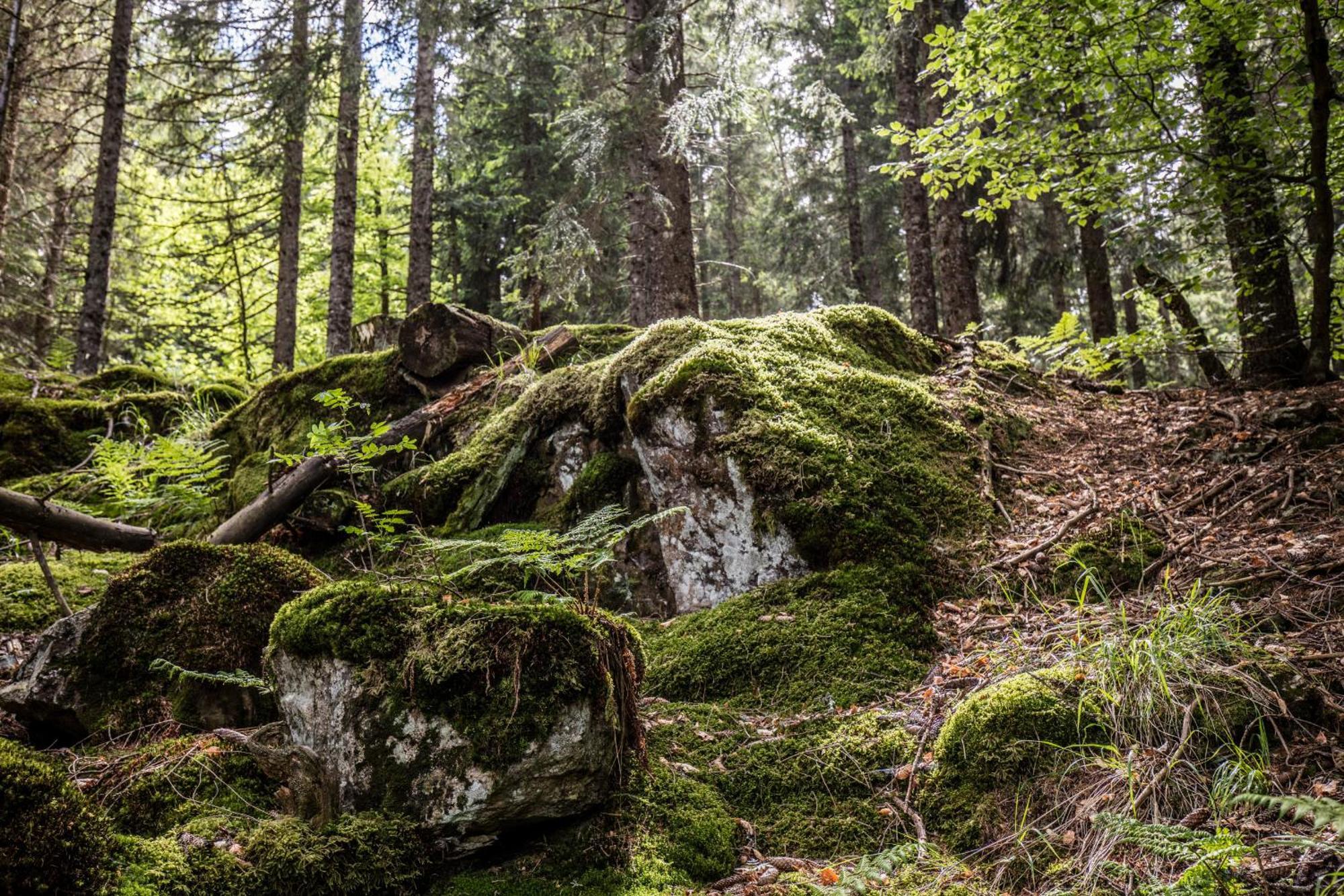 Ferienwohnung Seeblick Nr 5, 2 Zi-Baerental, Feldberg Rotwasser 外观 照片
